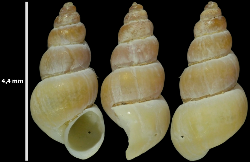 Spire Snail