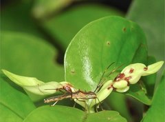 Marcius longirostris