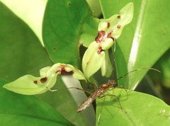Marcius longirostris