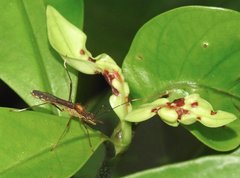 Marcius longirostris