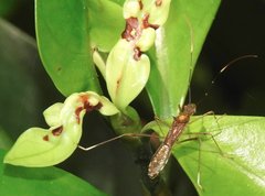 Marcius longirostris