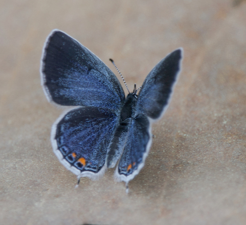 Eastern Tailed-Blue, photo 7 of 9