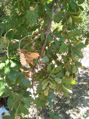 Quercus estremadurensis