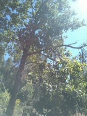 Quercus estremadurensis