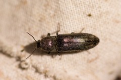 Cidnopus aeruginosus