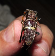 Trachyderes succinctus