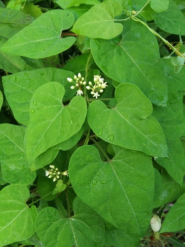 honey-vine climbing milkweed