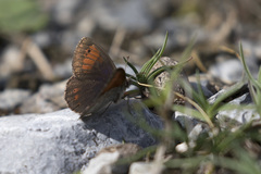 Erebia tyndarus