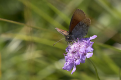 Erebia tyndarus