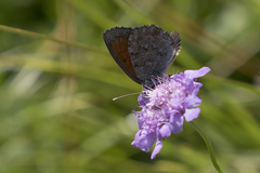 Erebia tyndarus
