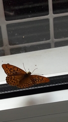 Argynnis paphia