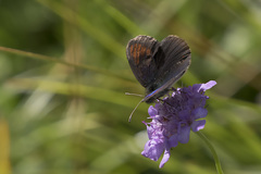 Erebia tyndarus