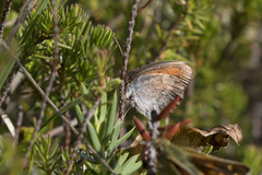 Erebia tyndarus