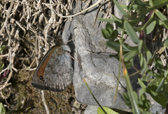 Erebia tyndarus