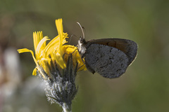 Erebia tyndarus