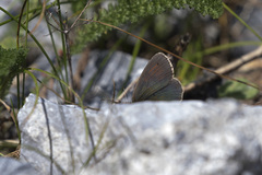 Erebia tyndarus