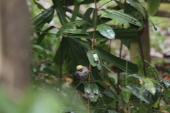 Pycnonotus zeylanicus