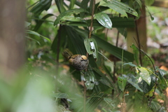 Pycnonotus zeylanicus