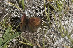 Erebia tyndarus