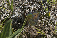 Erebia tyndarus