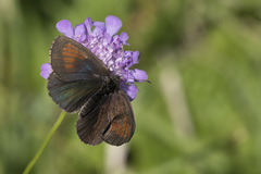 Erebia tyndarus