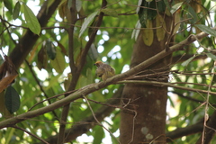 Pycnonotus zeylanicus