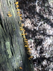 Calocera guepinioides