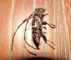 Trachyderes succinctus