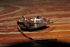 Trachyderes succinctus