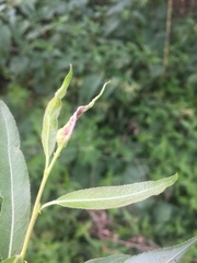 Rabdophaga terminalis