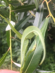 Rabdophaga terminalis