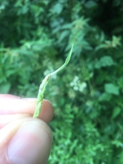 Rabdophaga terminalis