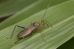 Notobitus