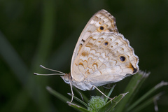 Junonia orithya wallacei