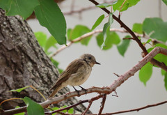 Muscicapa striata tyrrhenica