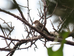 Muscicapa striata tyrrhenica