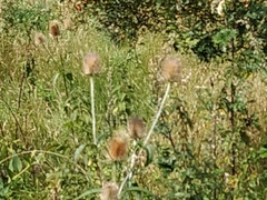 Tracheophyta