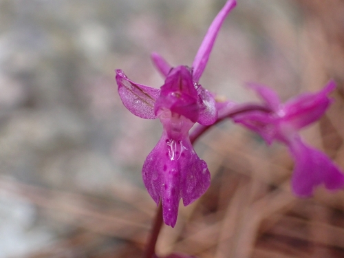 Image of Orchis anatolica by (c) Elias, some rights reserved (CC BY)