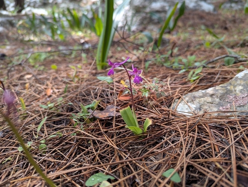 Image of Orchis anatolica by (c) Elias, some rights reserved (CC BY)