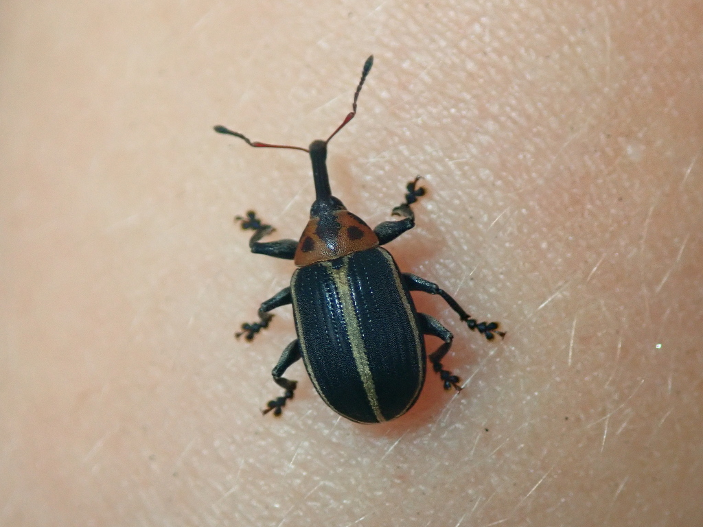 Anchylorhynchus tremolerasi