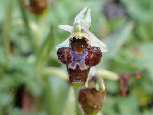 Image of Ophrys dodekanensis by (c) Elias, some rights reserved (CC BY)