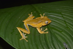 Polypedates otilophus