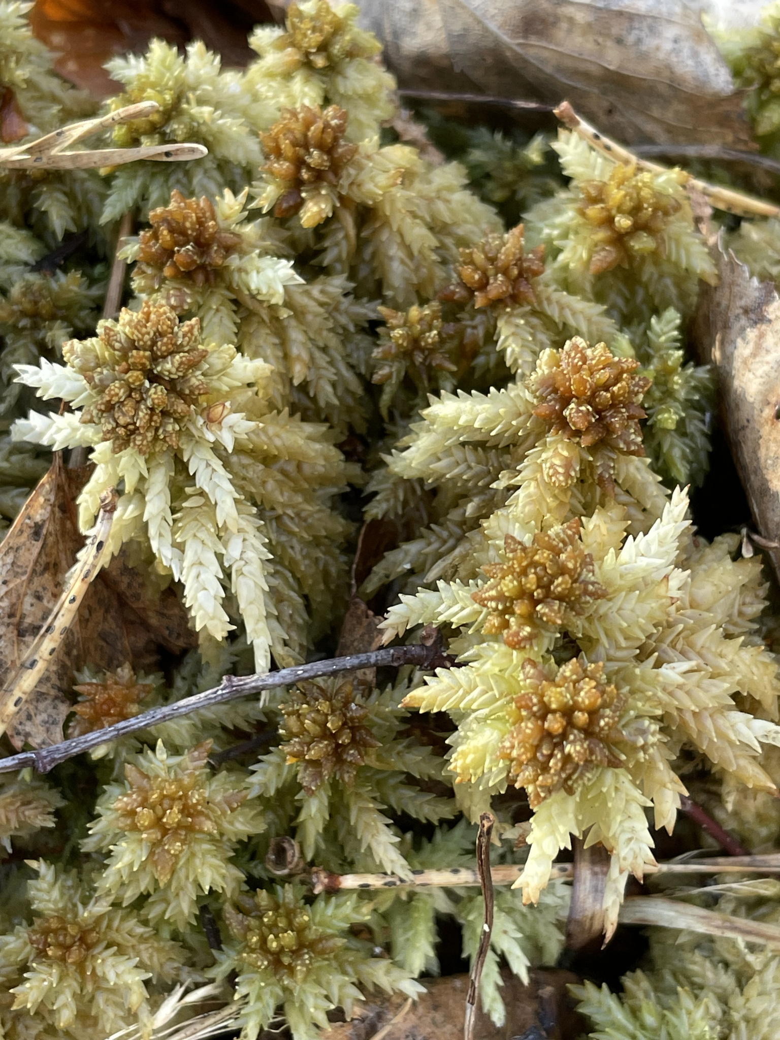 Sphagnum palustre