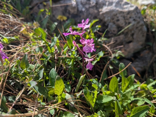 Image of Orchis anatolica by (c) Elias, some rights reserved (CC BY)