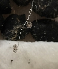 Coprinellus pellucidus