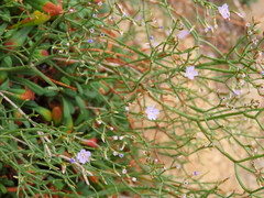 Limonium ilvae