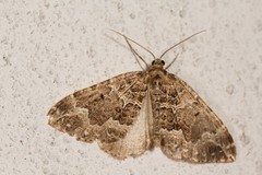 Lampropteryx suffumata