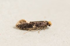 Monopis weaverella