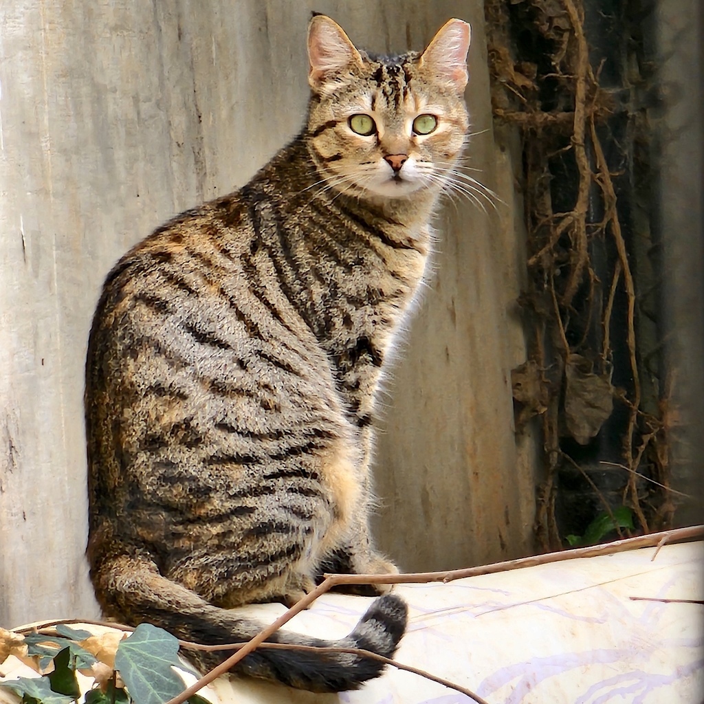 Tabby File:Mackerel tabby cat with orange eyes-Hisashi-02.jpg
