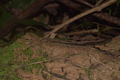 Tropidophorus beccarii